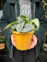 Load image into Gallery viewer, Alocasia melo / Alocasia rugosa / Elephant Ear