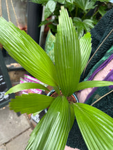 Load image into Gallery viewer, Licuala grandis / Ruffled Fan Palm