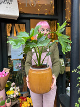 Load image into Gallery viewer, Philodendron bipinnatifidum Hope / Split Leaf Philodendron - 17cm Pot *Local Delivery or Local Pick Up Only*