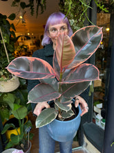 Load image into Gallery viewer, Ficus elastica Belize / Variegated Rubber Plant