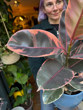 Load image into Gallery viewer, Ficus elastica Belize / Variegated Rubber Plant