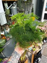 Load image into Gallery viewer, Asparagus plumosus / Asparagus Fern