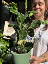 Load image into Gallery viewer, Opuntia jamaicensis Ghost / Jamaican Ghost