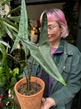 Load image into Gallery viewer, Alocasia tigrina Superba / Elephant Ear / Tiger Alocasia - *Local Delivery or Local Pick Up Only*