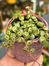 Load image into Gallery viewer, Peperomia prostrata / String of Turtles