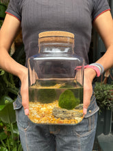 Load image into Gallery viewer, Large 3 Marimo Moss Ball Terrarium - *Local Delivery or Local Pick Up Only*
