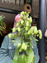 Load image into Gallery viewer, Kalanchoe pinnata / Magic Bells / Cathedral Bells