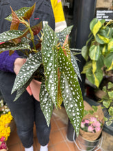 Load image into Gallery viewer, Begonia maculata / Polka Dot Begonia - *Local Delivery or Local Pick Up Only*