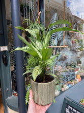 Load image into Gallery viewer, Calathea elliptica Vittata / Prayer Plant