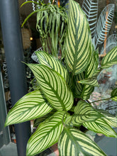 Load image into Gallery viewer, Calathea elliptica Vittata / Prayer Plant