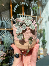 Load image into Gallery viewer, Ceropegia woodii Variegata / Variegated String of Hearts - 6cm Pot
