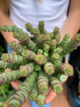 Load image into Gallery viewer, Crassula marnieriana / Worm Plant