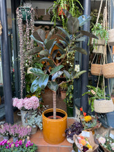 Load image into Gallery viewer, Ficus elastica Burgundy Tree / Rubber Plant - *Local Delivery or Local Pick Up Only*