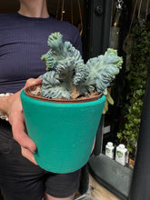 Load image into Gallery viewer, Myrtillocactus geometrizans Cristata / Crested Blue Flame