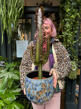 Load image into Gallery viewer, Euphorbia trigona Rubra / African Milk Tree - *Local Delivery or Local Pick Up Only*