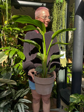 Load image into Gallery viewer, Strelitzia nicolai / Bird of Paradise - 17cm Pot
