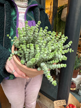 Load image into Gallery viewer, Crassula marnieriana / Worm Plant