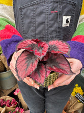 Load image into Gallery viewer, Begonia Red Kiss / Rex Begonia