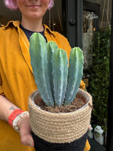 Load image into Gallery viewer, Myrtillocactus geometrizans / Blue Candle Cactus