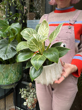 Load image into Gallery viewer, Philodendron Birkin 'White Wave'