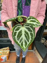 Load image into Gallery viewer, Anthurium crystallinum Silver Blush / Crystal Anthurium