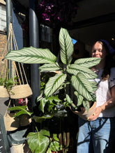Load image into Gallery viewer, Calathea whitestar / Prayer Plant - *Local Delivery or Local Pick Up Only*