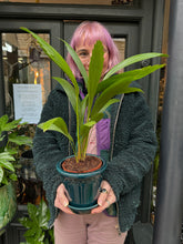 Load image into Gallery viewer, Licuala grandis / Ruffled Fan Palm