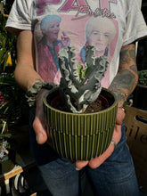 Load image into Gallery viewer, Cotyledon undulata / Silver Ruffles
