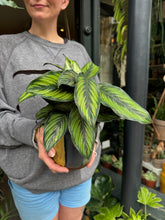 Load image into Gallery viewer, Calathea majestica Princeps / Prayer Plant