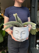 Load image into Gallery viewer, Cleistocactus colademononis / Monkey Tail Cactus