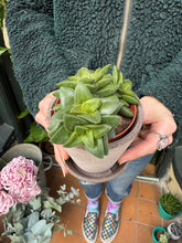 Load image into Gallery viewer, Crassula Spring Time