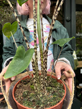 Load image into Gallery viewer, Alocasia zebrina / Elephant Ear - *Local Delivery or Local Pick Up Only*