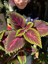 Load image into Gallery viewer, Coleus Ruby Road / Painted Nettle