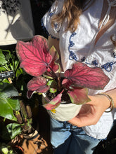 Load image into Gallery viewer, Caladium bicolor Lucia / Angel Wings