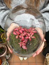 Load image into Gallery viewer, Glass Egg Sealed Terrarium - *Local Delivery or Local Pick Up Only*