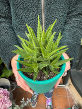 Load image into Gallery viewer, Aloe vera 'Verini'