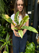 Load image into Gallery viewer, Philodendron Narrow 'Ring of Fire'