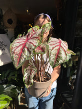 Load image into Gallery viewer, Caladium Bicolor / Angel Wings / Heart of Jesus - *Local Delivery or Local Pick Up Only*