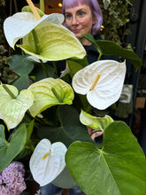 Load image into Gallery viewer, Anthurium andraeanum White - *Local Delivery or Local Pick Up Only*