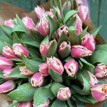 Load image into Gallery viewer, Speciality Fringed Tulips