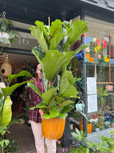 Load image into Gallery viewer, Ficus lyrata / Fiddle Leaf Fig 2 Stem - *Local Delivery or Local Pick Up Only*