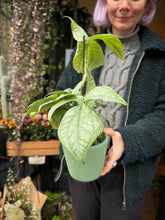 Load image into Gallery viewer, Monstera amydrium Medium Silver / Silver Spiderman Plant