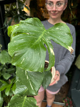 Load image into Gallery viewer, Monstera Thai Constellation / Variegated Cheese Plant