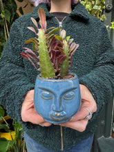 Load image into Gallery viewer, Euphorbia trigona Rubra / African Milk Tree - 5.5cm Pot