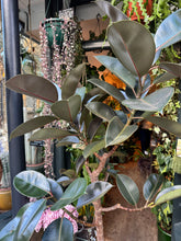 Load image into Gallery viewer, Ficus elastica Burgundy Tree / Rubber Plant - *Local Delivery or Local Pick Up Only*