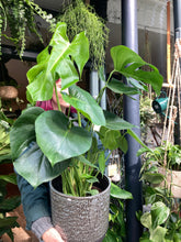 Load image into Gallery viewer, Monstera deliciosa / Cheese Plant - 19cm Pot - *Local Delivery or Local Pick Up Only*