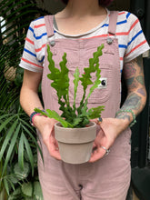 Load image into Gallery viewer, Epiphyllum anguliger / Fishbone Cactus - 8.5cm Pot