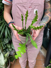 Load image into Gallery viewer, Epiphyllum anguliger / Fishbone Cactus - 8.5cm Pot