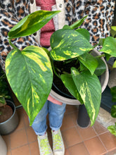 Load image into Gallery viewer, Epipremnum aureum / Devils Ivy - 12cm Pot