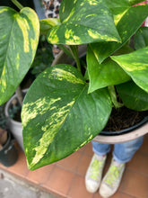 Load image into Gallery viewer, Epipremnum aureum / Devils Ivy - 12cm Pot